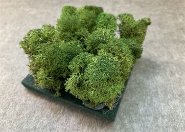 Pannelli di parete acustici del muschio 3d della natura per la prova della muffa della decorazione della pianta verde delle pareti